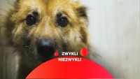  #ZWYKLINIEZWYKLI AND #MICRODOC VIDEO CYCLES BY WIDEO GAZETA.PL